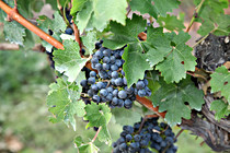 strobl_wein_028.JPG